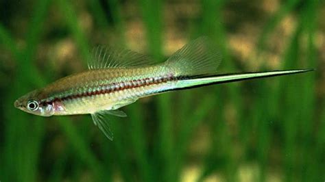 Green swordtail - Alchetron, The Free Social Encyclopedia