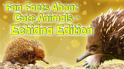 Fun Facts About Cute Animals – Echidna Edition | Explore | Awesome ...