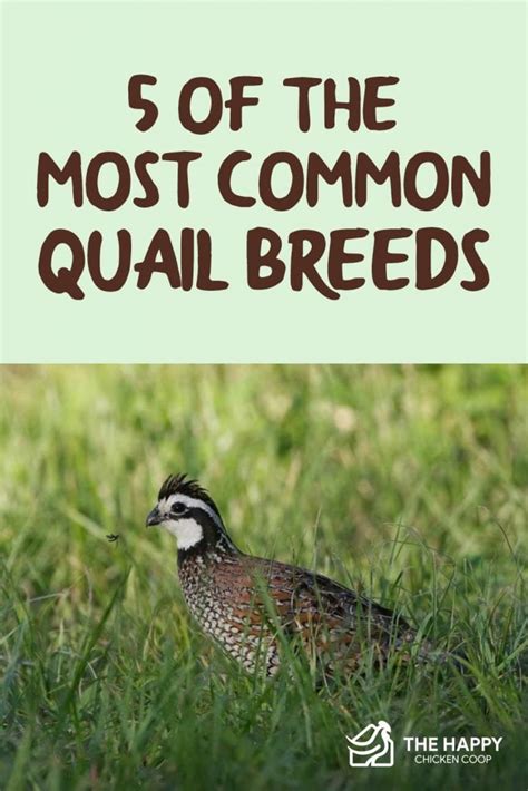 5 of The Most Common Quail Breeds for Homesteaders and Which is Right ...