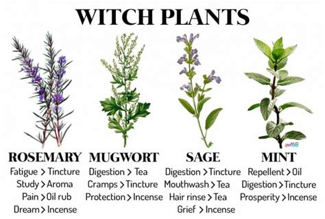 Witch Plants: Herbs & Recipes Every Witch Should Know – Spells8