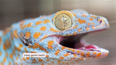 Tokay Gecko Bite: How Much Does It Hurt? More Than You Think | Pet ...