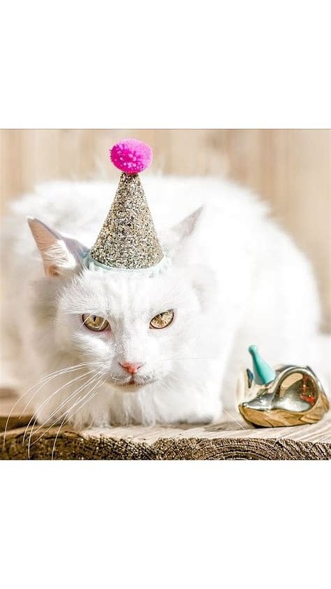 Hats for Cats Cat Party Hat Cat Birthday Hat Animal