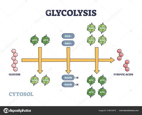 Glycolysis as metabolic pathway for glucose convertion outline diagram ...