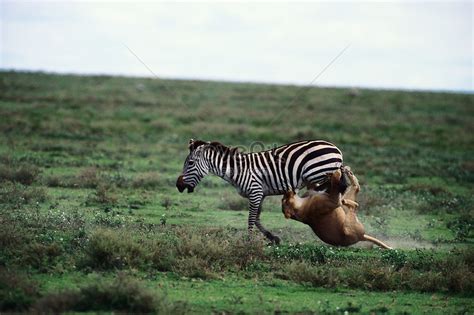 Lion Attacking Zebra Picture And HD Photos | Free Download On Lovepik