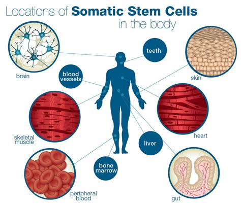 Stem Cell Quick Reference