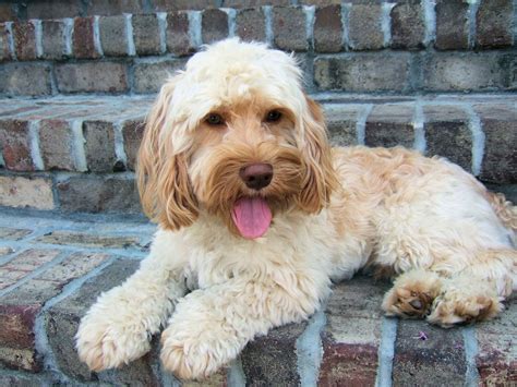 Cockapoo - Puppies, Rescue, Pictures, Information, Temperament ...