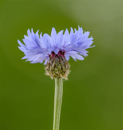 Blue cornflower growing on lush lawn · Free Stock Photo