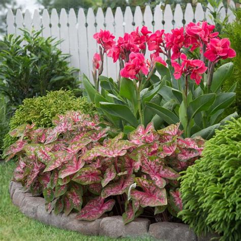 Caladium Bulbs 2-Pack Large Mixed Varieties: | Etsy