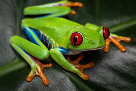 Red-eyed Tree Frog - BCA Zoo