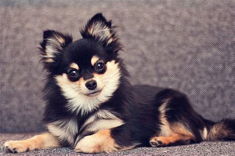 Pomeranian Chihuahua Mix – Meet the Adorable Pomchi - My Dog's Name