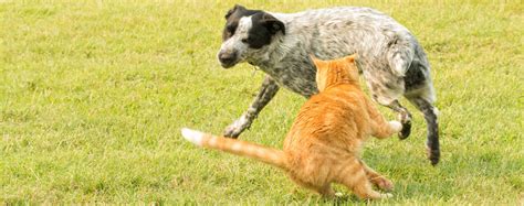 A Dog Chasing After A Cat