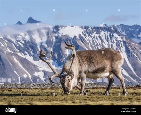 Wild Arctic reindeer in natural habitat Stock Photo - Alamy