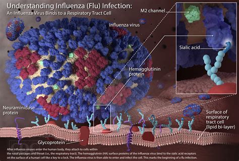 Looks like a rough flu season ahead. Here are answers to ALL your flu ...