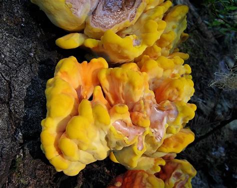 Juicy yellow fungus | Lots and big, growing on a dead tree. | pfly | Flickr