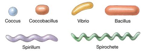 Bacteria Shapes | Bacteria shapes, Biology notes, Bacillus