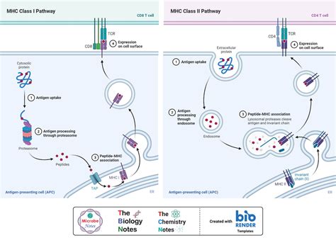 MHC Molecules- Definition, Properties, Class, Types, Pathways