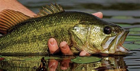 Blog - Largemouth Bass Anatomy