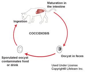 Coccidiosis In Cats | VCA Animal Hospitals