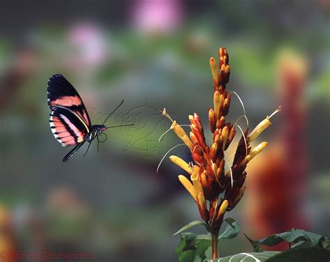 Heliconius butterfly in flight photo WP06054