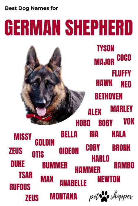 German Shepherd Names TOP- Best List [Male, Female] - PetShoper