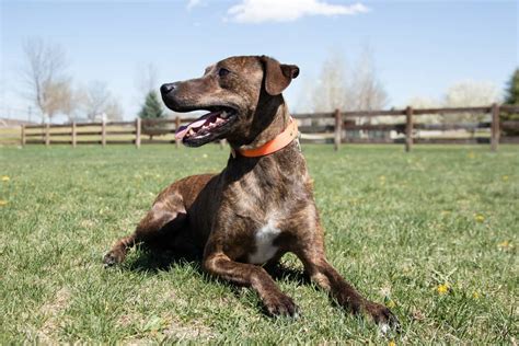 Plott hound: loyal, affectionate and active