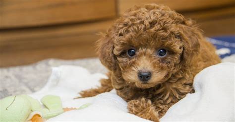 Toy Poodle Lifespan: How Long Do Toy Poodles Live? - A-Z Animals