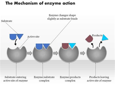 Enzymes: Properties and Mechanism of enzyme action - Online Biology Notes