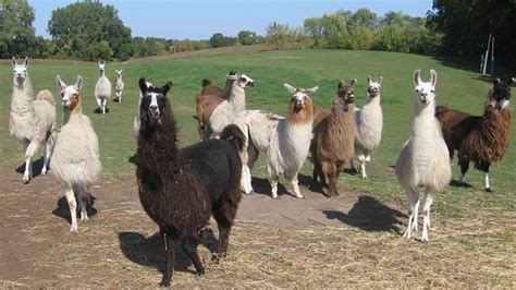 Youth Group Outing - Carlsons Llovable Llamas at Carlson's Llovable ...