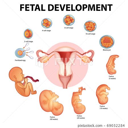 Stages human embryonic development - Stock Illustration [69032284] - PIXTA