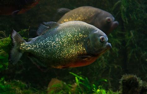 Incredible Things About Piranha Fish Everyone Should Know – Page 2 ...