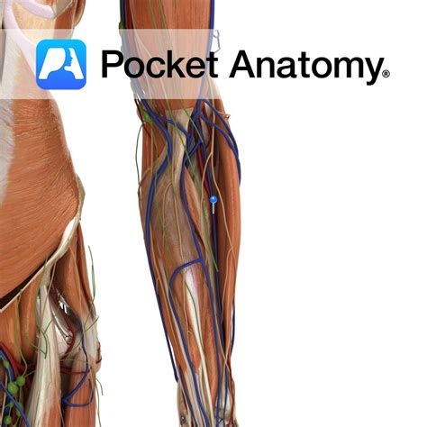 Radial vein - Pocket Anatomy