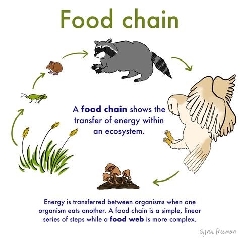 Food Chain Definition Simple