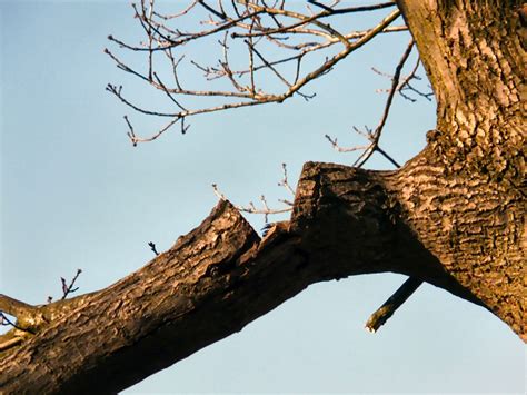 Broken branch © Gerald England :: Geograph Britain and Ireland