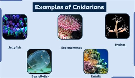 10 Examples of Cnidarians