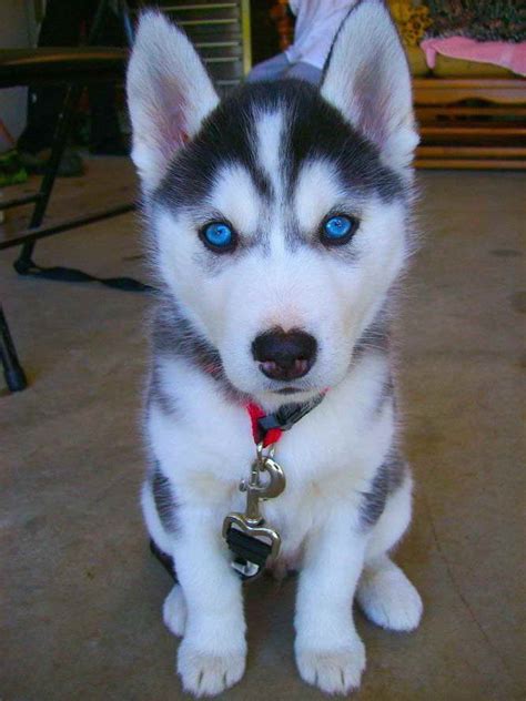 Blue Eyed Siberian Husky Puppy - Adoption Guide 🐕😍 | PETSIDI