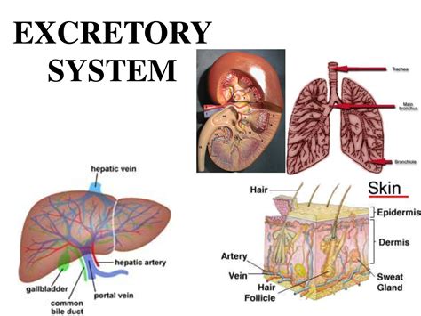 Excretory System | Bliss Biology