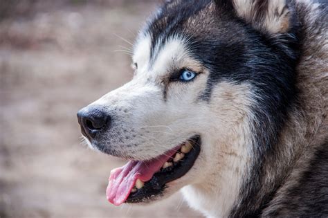 Corgi Husky Mix: A Playful Guide to the Energetic Hybrid