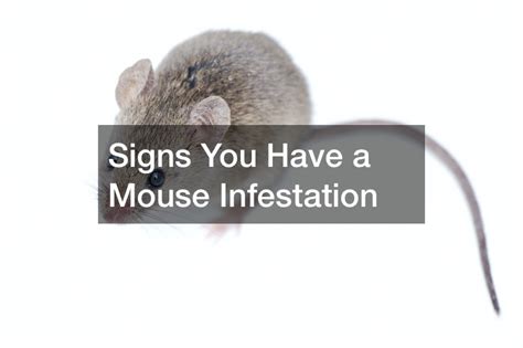 Signs You Have a Mouse Infestation - SCHUMM