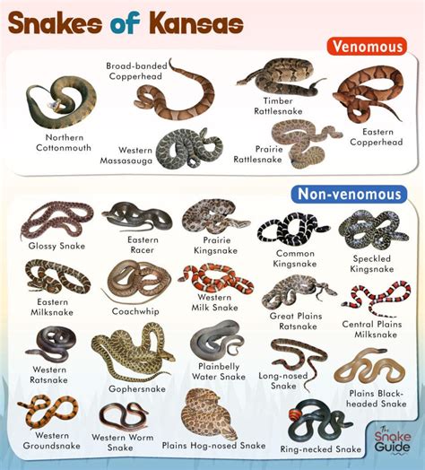 List of Common Venomous and Non-venomous Snakes in Kansas with Pictures