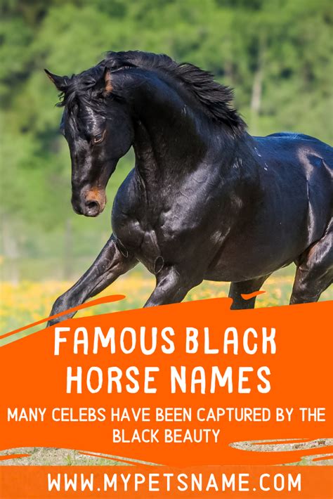 Famous Black Horse Names | Horses, Horse names, Horse show names