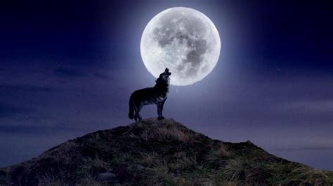 Wolf Howling at the Red Moon Wallpaper (62+ pictures) - WallpaperSet