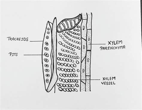 Xylem And Phloem: Anatomy, Physiology, And Differences In, 49% OFF