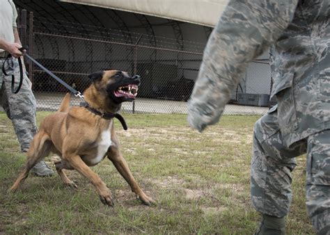 Belgian Malinois Bite Work