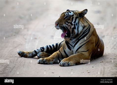 Bengal Tiger Roaring/Yawning Stock Photo - Alamy