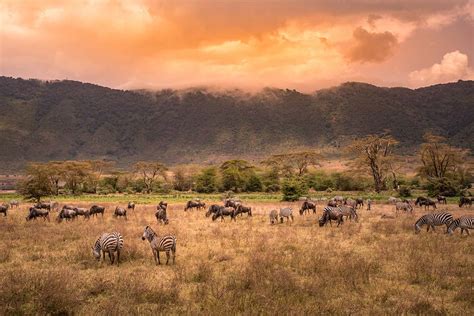 Landscape of Ngorongoro crater - herd of zebra and wildebeests (also ...