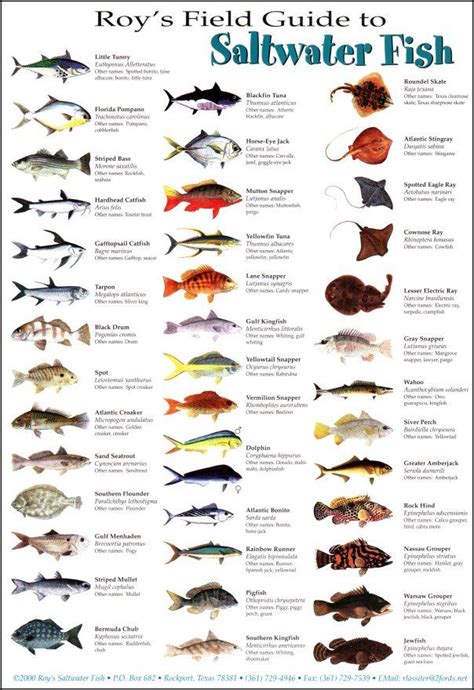 Tackle Box ID Florida Saltwater Fish Identification Card Set Three ...