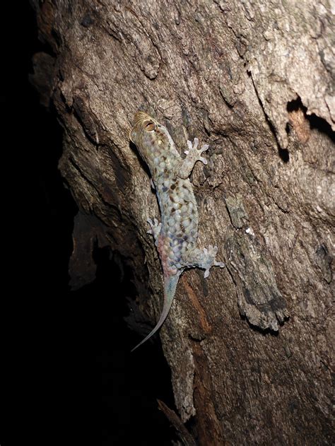 Newly discovered gecko has a quick-release mechanism for escaping ...