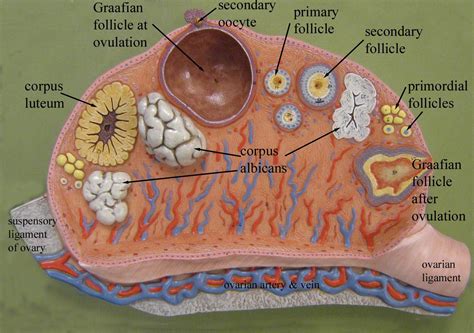 Ovary Model Diagram Anatomy Ovaries: Anatomy, Function, Horm