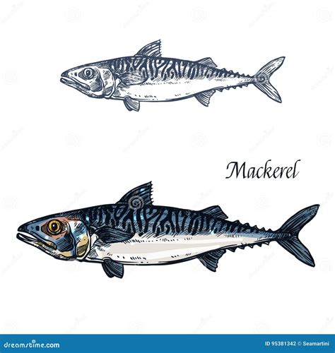 Mackerel Fish Vector Isolated Sketch Icon Stock Vector - Illustration ...