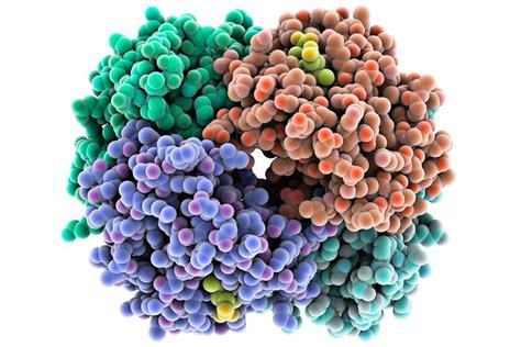 The Function and Structure of Proteins